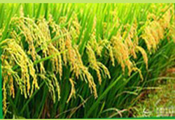 ��ؐ���ҽ����ЙC�׷۾��⌚���I�B(y��ng)