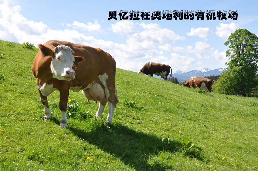 ؐ�|���ڊW�������ЙC(j��)������ţ