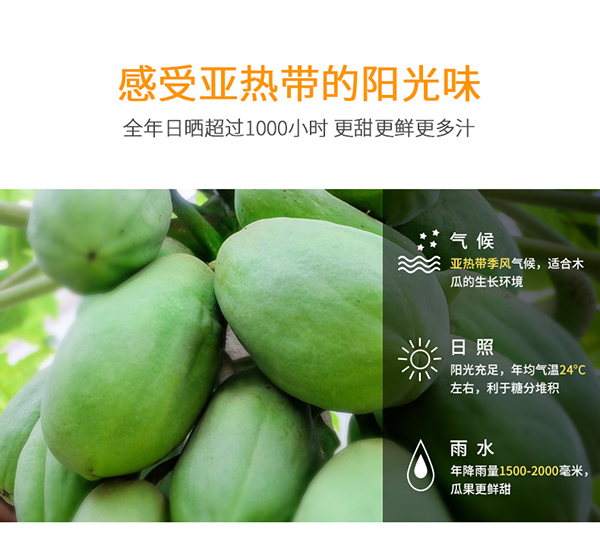 巴瑪熊木瓜干 (8).jpg