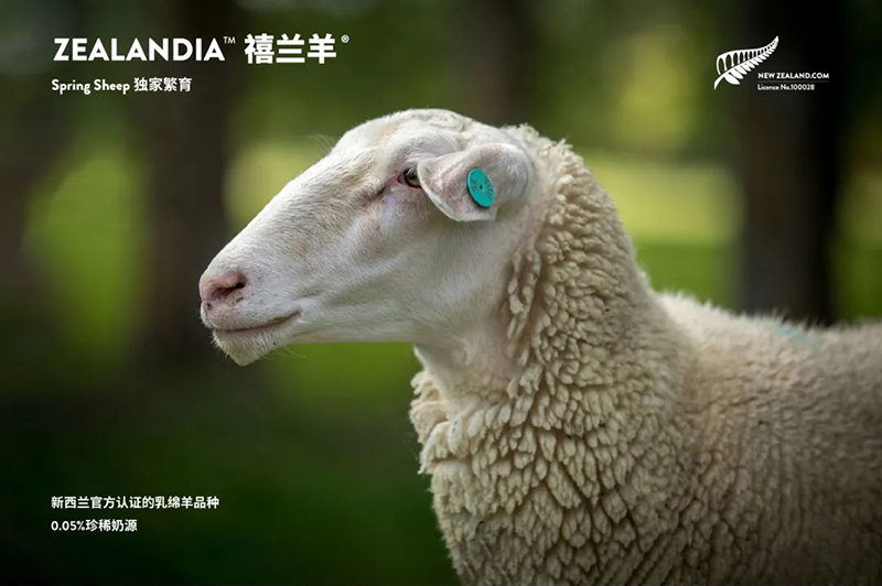 Spring Sheep���dȫ�d����׃��̷�����^ע���@�G����CBME05.jpg