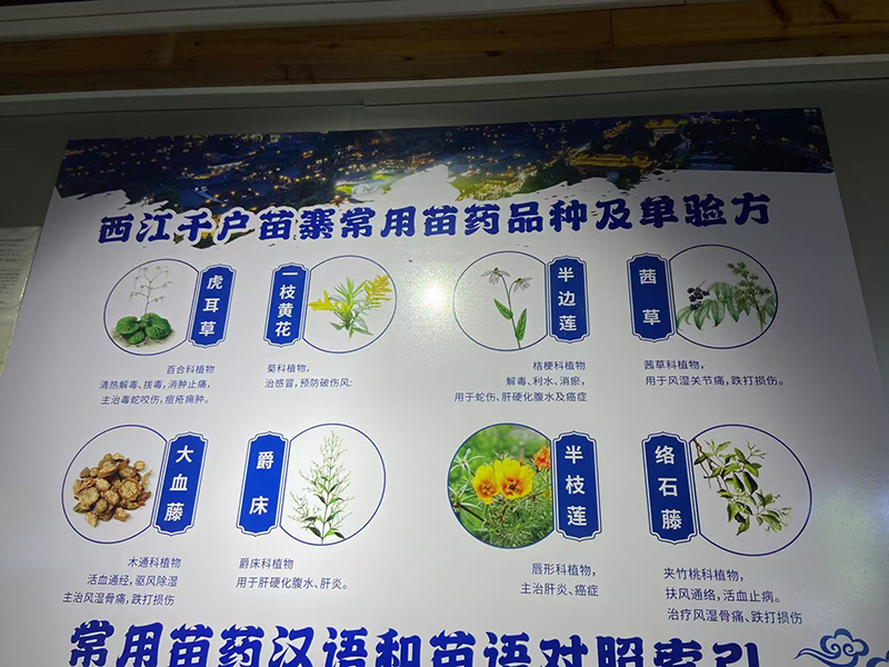 學習苗醫(yī)知識.jpg 學習苗醫(yī)知識.jpg